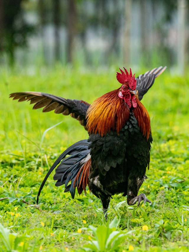 This Australian breed of chicken is great for poultry farms