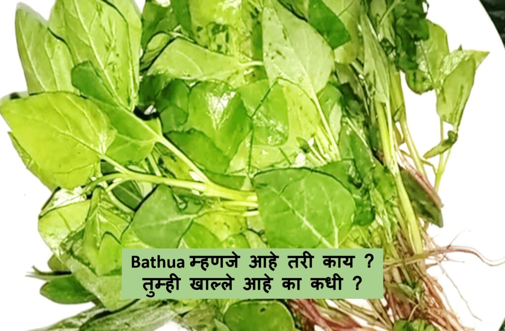 Bathua in Marathi | bathua leaves in marathi | bathua in marathi name | bathua vegetable in marathi